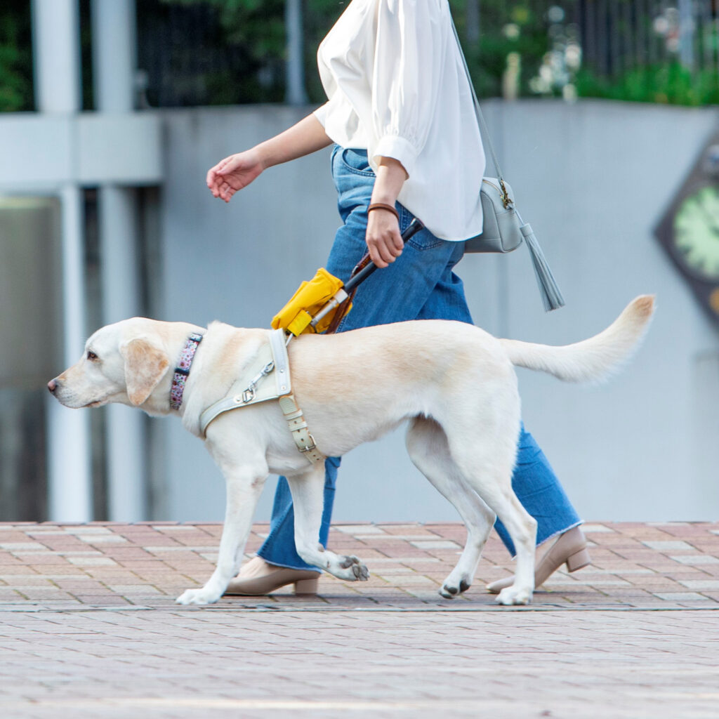 女性を誘導する盲導犬